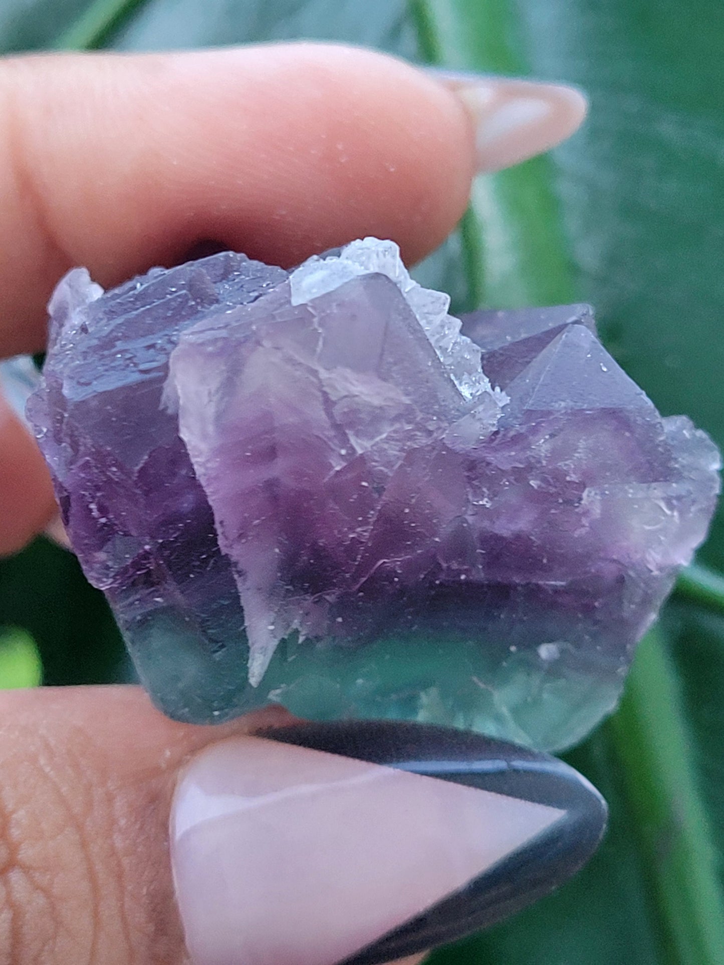 Beautiful Fluorite Specimen | Bicolor Purple & Green | Crystal Collector | Home Decor | Gift Ideas Birthday Christmas Love | Genius Stone