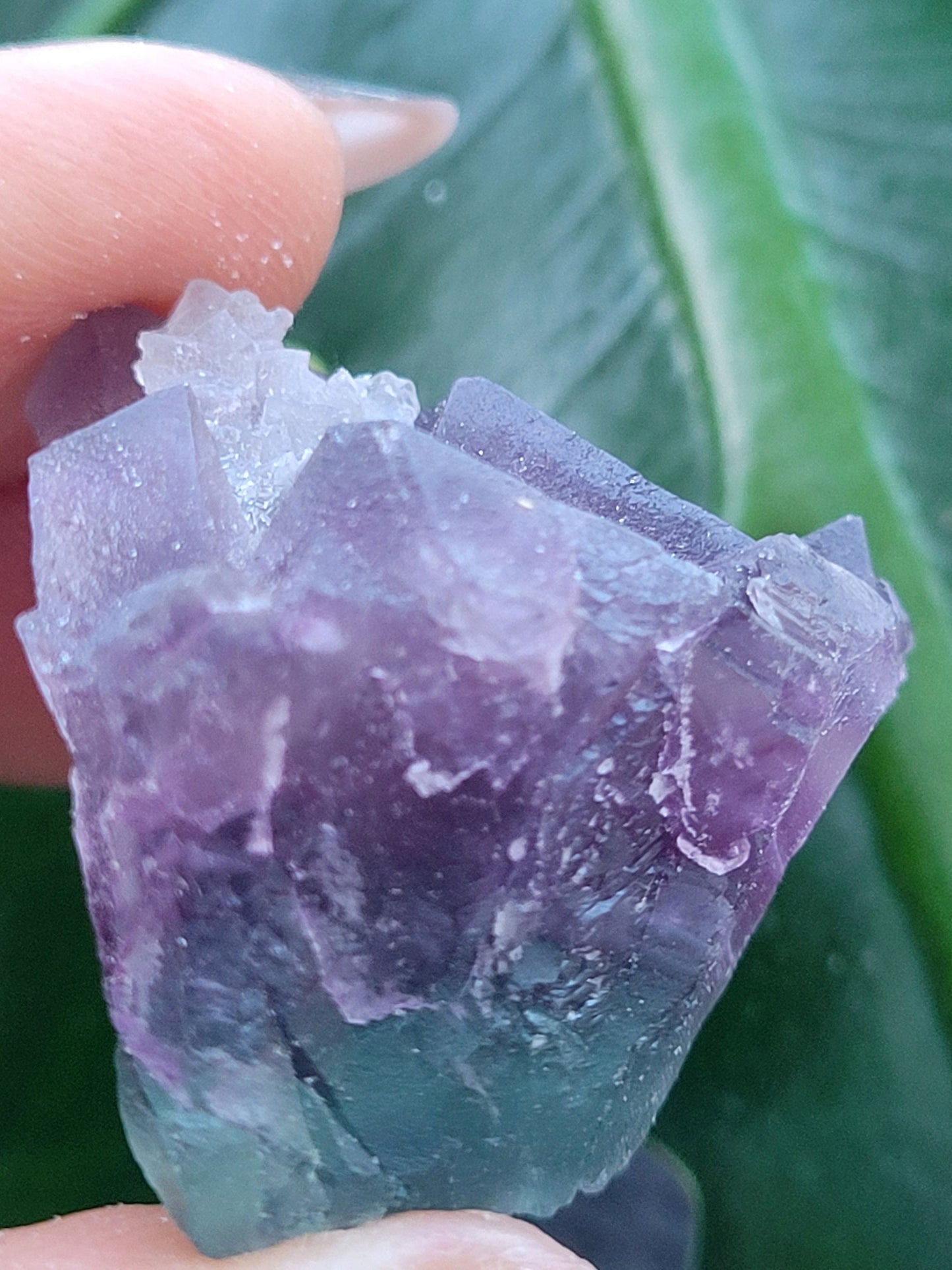 Beautiful Fluorite Specimen | Bicolor Purple & Green | Crystal Collector | Home Decor | Gift Ideas Birthday Christmas Love | Genius Stone