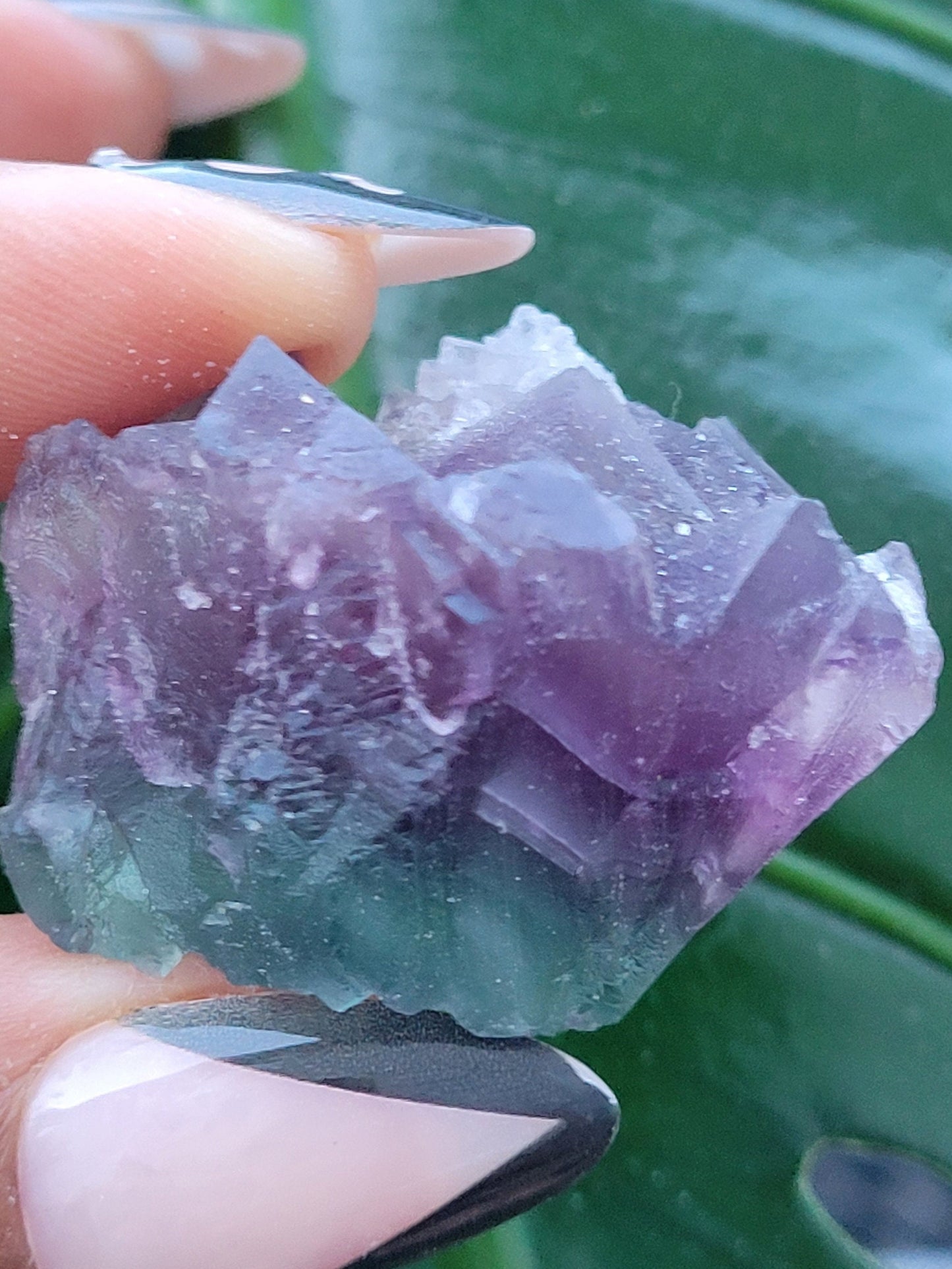 Beautiful Fluorite Specimen | Bicolor Purple & Green | Crystal Collector | Home Decor | Gift Ideas Birthday Christmas Love | Genius Stone