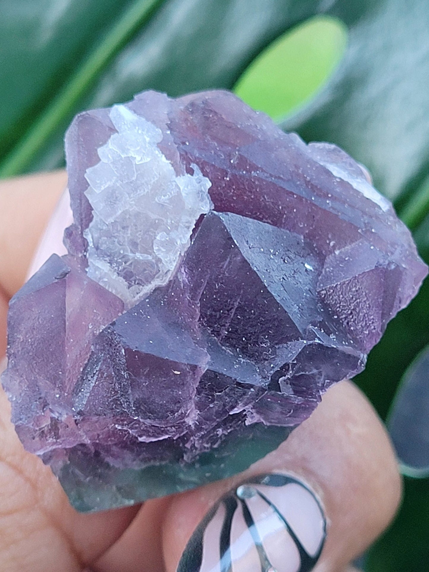 Beautiful Fluorite Specimen | Bicolor Purple & Green | Crystal Collector | Home Decor | Gift Ideas Birthday Christmas Love | Genius Stone