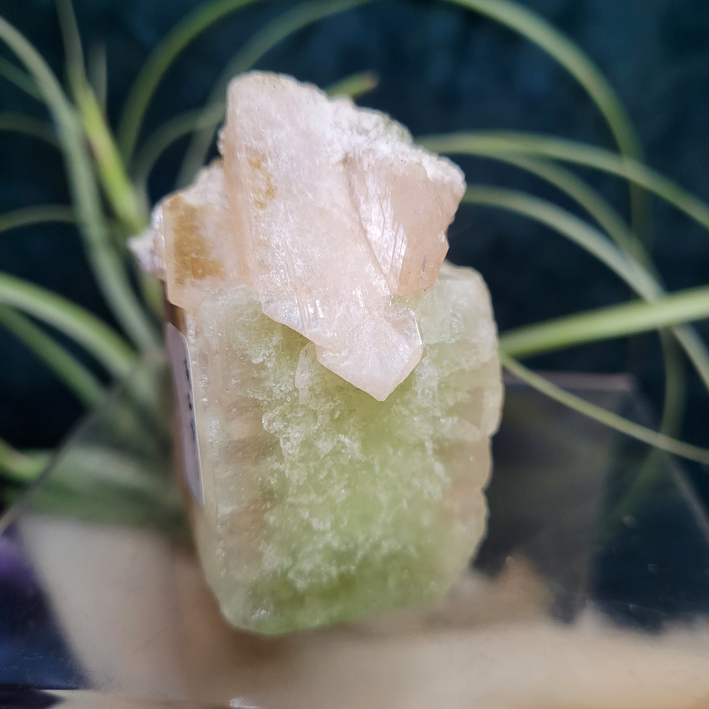 🌻Livestream Bundle for Deni G.🌻