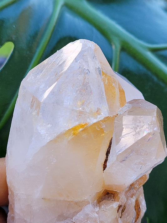 Lemurian Quartz Golden Healer Crystal Cluster from Arkansas | Crystal Collector | Birthday Christmas Gift Ideas | Home Decor