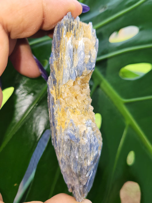 Kyanite & Quartz Crystal - Raw Natural Mineral Specimen - Home Decor - Crystal Collector - Gift