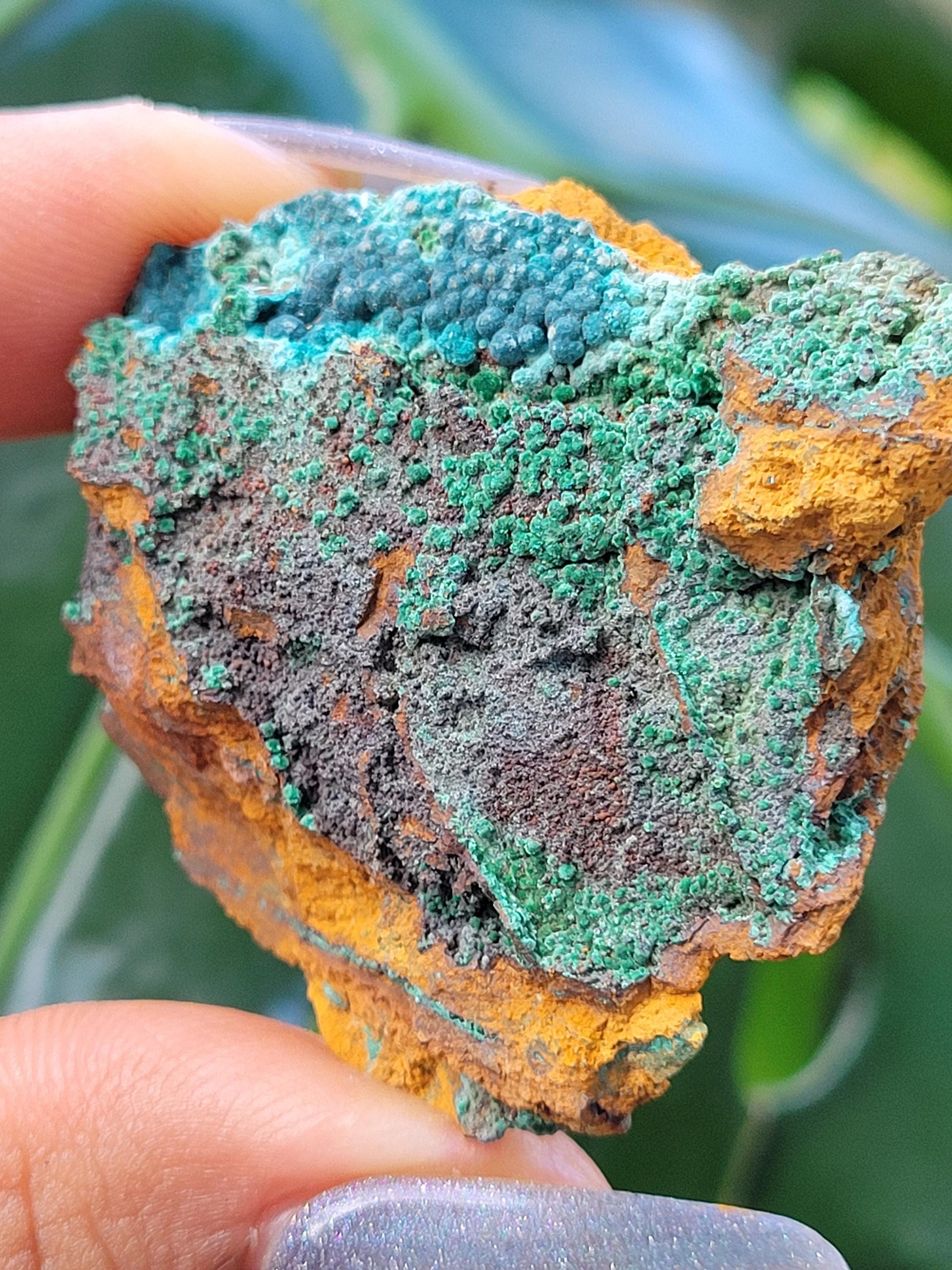 Botryoidal Malachite & Chrysocolla Raw Crystal Specimen in Display Case | Crystal Collector | Home Decor | Blue and Green | 60g