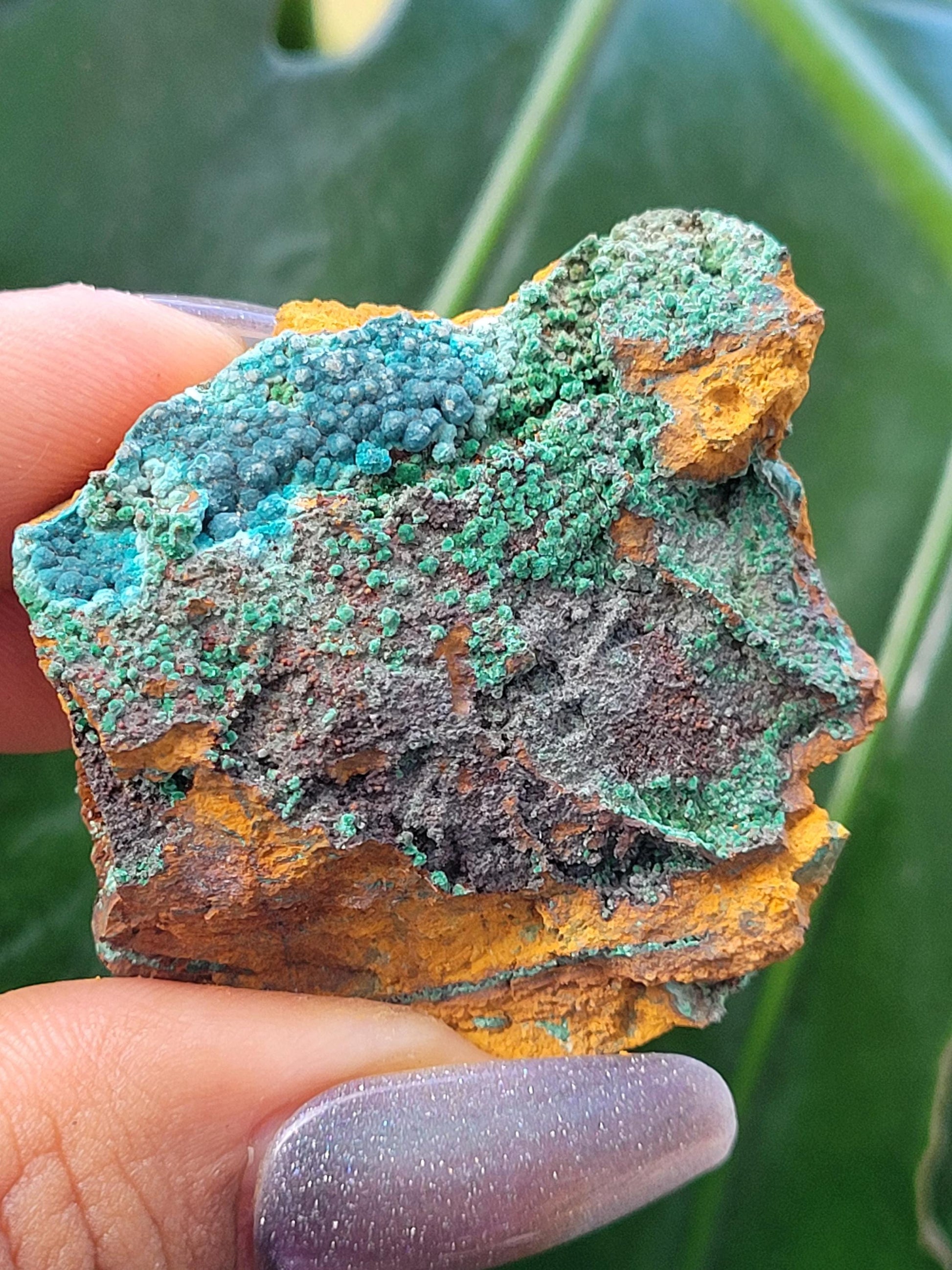 Botryoidal Malachite & Chrysocolla Raw Crystal Specimen in Display Case | Crystal Collector | Home Decor | Blue and Green | 60g