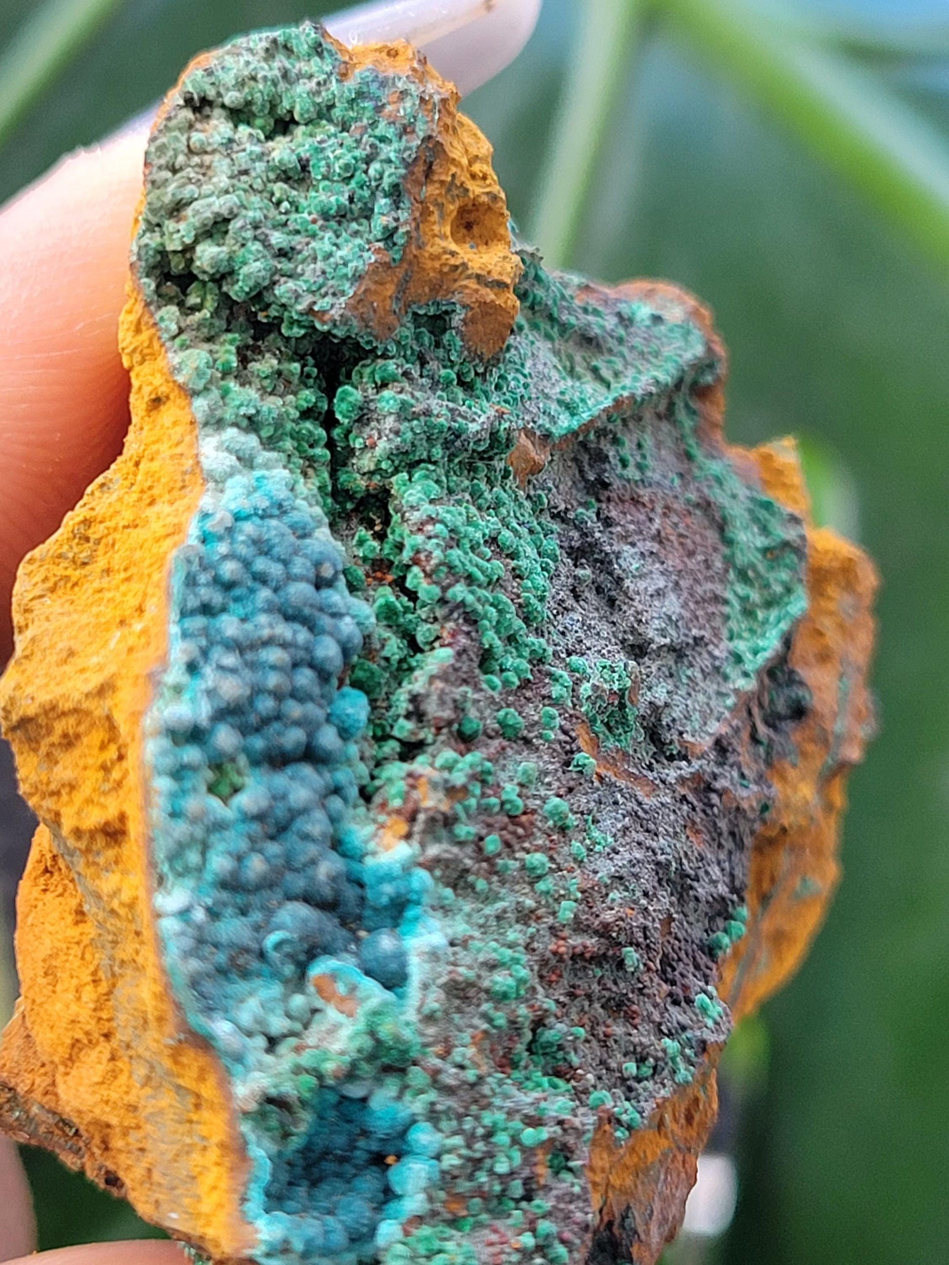 Botryoidal Malachite & Chrysocolla Raw Crystal Specimen in Display Case | Crystal Collector | Home Decor | Blue and Green | 60g
