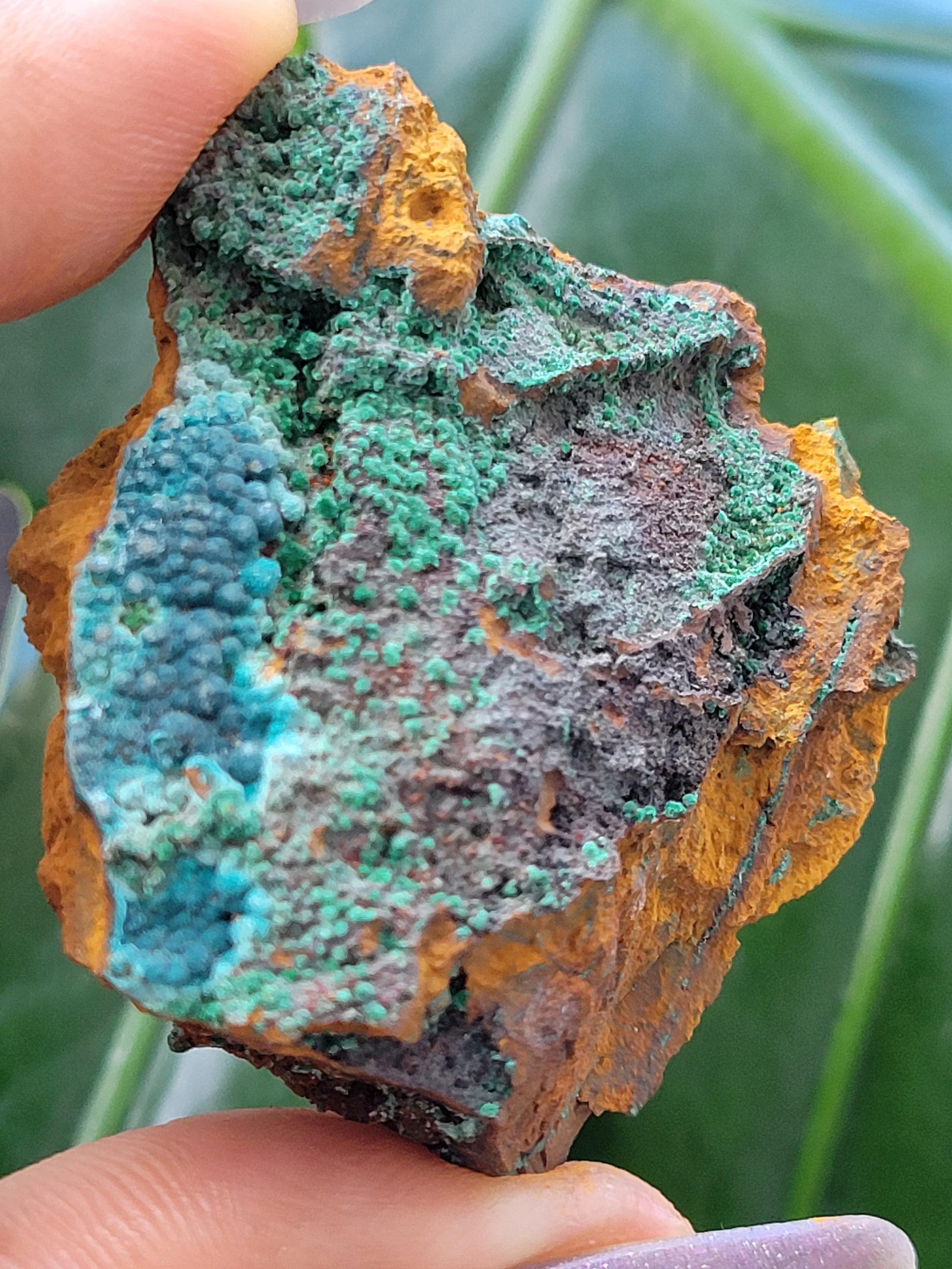 Botryoidal Malachite & Chrysocolla Raw Crystal Specimen in Display Case | Crystal Collector | Home Decor | Blue and Green | 60g