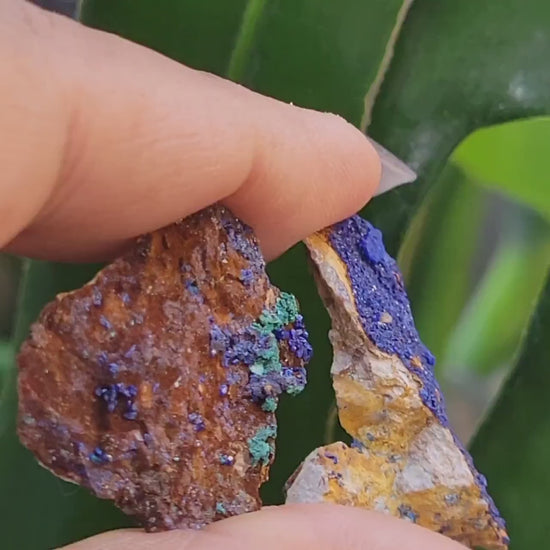 Malachite and Azurite Specimen in Display Case-Collector Birthday Christmas Gift Ideas-Strength and Abundance Energy-Green-30g