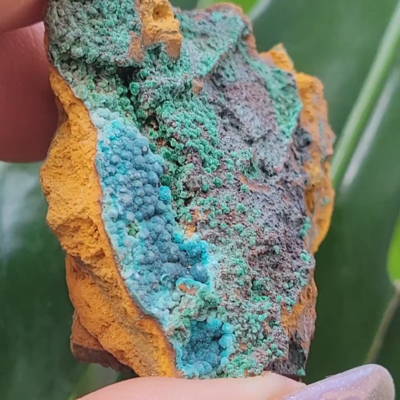 Botryoidal Malachite & Chrysocolla Raw Crystal Specimen in Display Case | Crystal Collector | Home Decor | Blue and Green | 60g